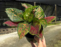 6" Aglaonema Wishes